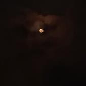 Co