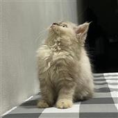 Po