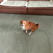 Ch