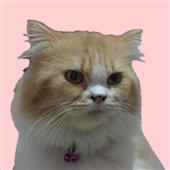 Vò