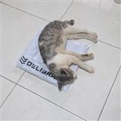 Nữ