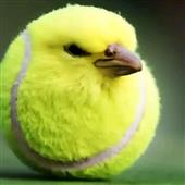 Vò