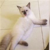 Vị
