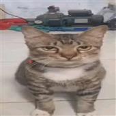 Cu