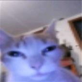 Cá