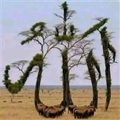 sự