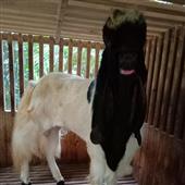 Mê