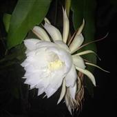 Sự