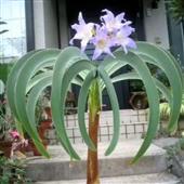 Nữ