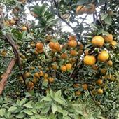 Kế