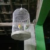 Bí