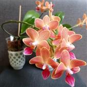 Vậ