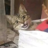 Tấ