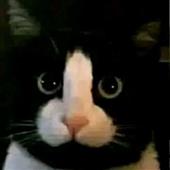 kt