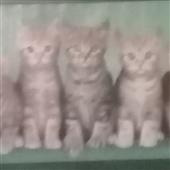 Tỷ