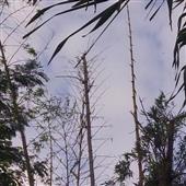 Dự