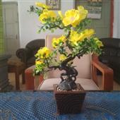 Nữ