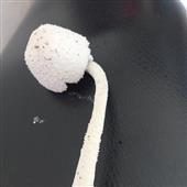 Sl