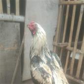 RỒ