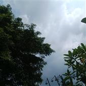 Bả