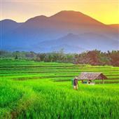 Cổ