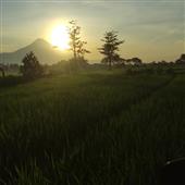 Hầ