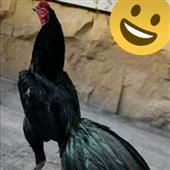 Bo