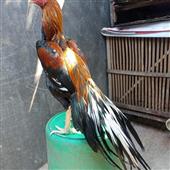 Nh