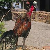 Sự