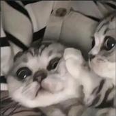 Rồ