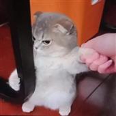 Si
