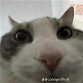 Cá